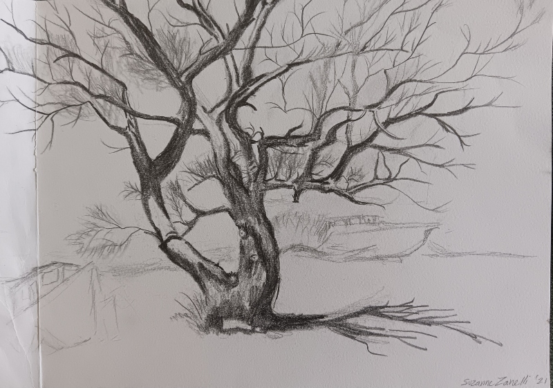 Student Drawing of Tree
